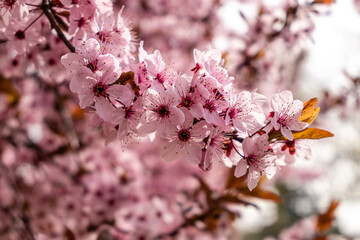 Cherry blossom, sakura flowers in a park in Madrid