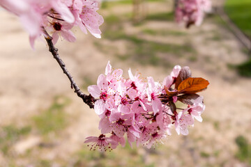 Cherry blossom, sakura flowers in a park in Madrid