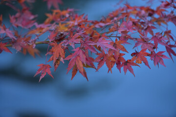 紅葉の背景