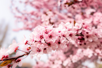 Cherry blossom, sakura flowers in a park in Madrid