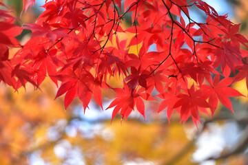 紅葉の背景