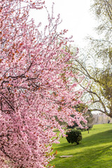 Fototapeta premium Cherry blossom, sakura flowers in a park in Madrid