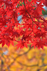 紅葉の背景