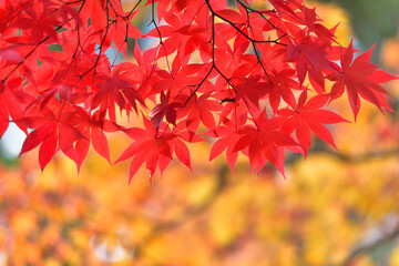 紅葉の背景
