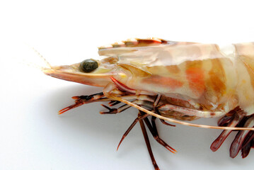 エビの顔