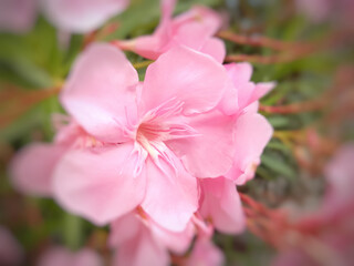 Fototapeta na wymiar pink flowers