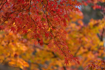 紅葉の背景