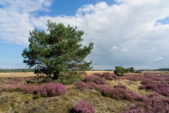 Schaarsbergen Netherlands - 6 September 2020 - Purple heather in National Park Hoge Veluwe in the Netherlands