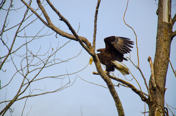 Eagle resting on tree in Alaska