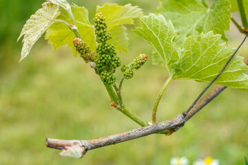 Unripe, young wine grapes in vineyard in early summer.