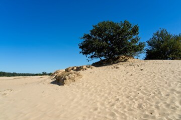 Kootwijk Netherlands - 18 September 2020 - Sand dunes in nature reserve Kootwijkerzand in the Netherlands