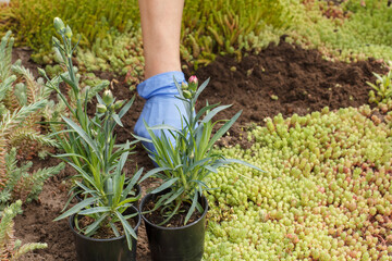Gardener is planting cloves in a ground on a garden bed.