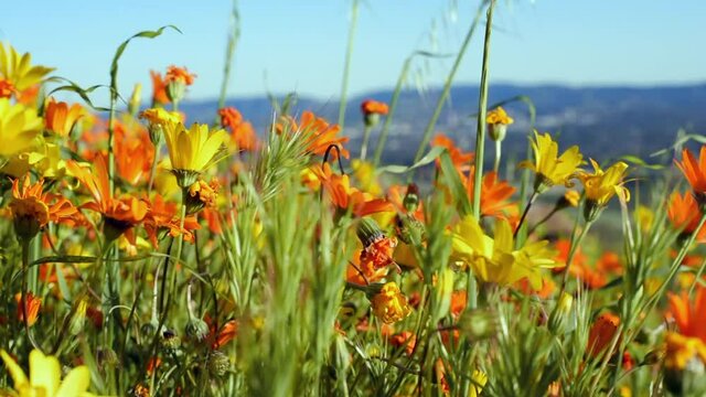 Close-up and handheld slow left pan of lush, blooming flowers and grasses in a sunny, warm spring field during a superbloom - Los Angeles, California