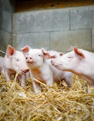 Alternative Schweinehaltung - eine Gruppe niedlicher Ferkel in einer Bucht mit Stroheinstreu, Symbolfoto. © Countrypixel