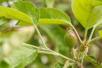 Fruits of immature apples on the branch of tree.
