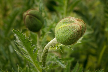 Close-up of bud of poppy flower in the garden.