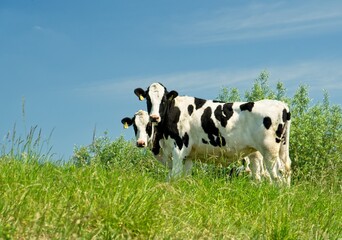 Renkum Netherlands - 29 May 2020 - Young cows in flood plains of Rhine near Renkum in the Netherlands 16