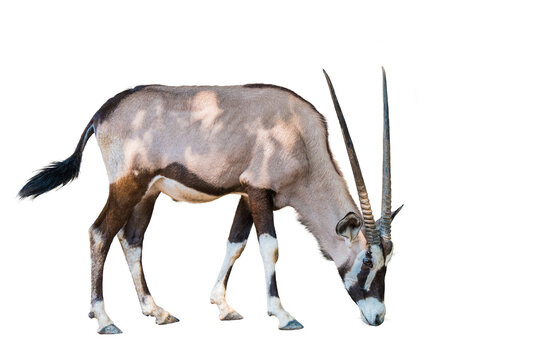 Orxy gazelle on white background