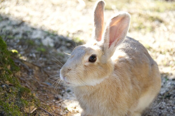 うさぎ