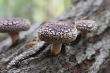 3 shiitake mushrooms in the forest are on a log for mushroom cultivation.