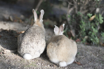 うさぎ