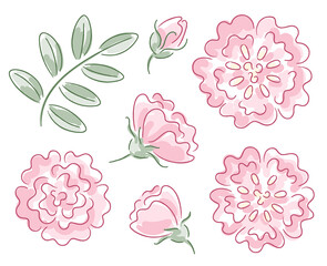Set of hand-drawn pink rose flowers