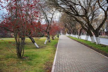 Alley with lindens and red rowan trees on a rainy autumn day. Alley in perspective. Neat sidewalk and still green lawn. The last warm days in the city of Tyumen (Siberia, Russia). City walks 