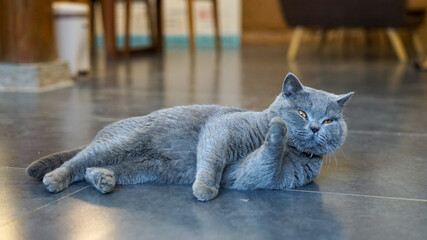 A cute male British shorthair cat