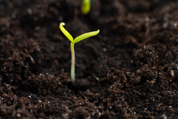 small green sprout growing out of the ground macro photo small tree pepper