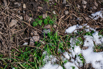 first grass on a background of snow
