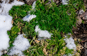 first grass on a background of snow