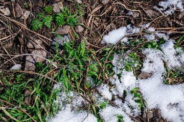 first grass on a background of snow