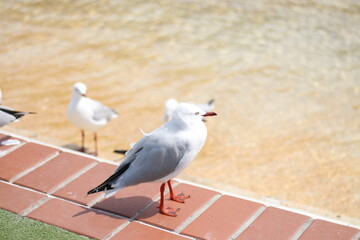 SEAGULL ON PATROL