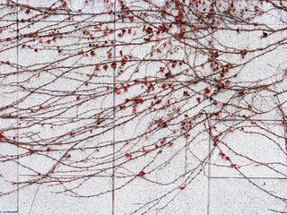 Vines covering the wall