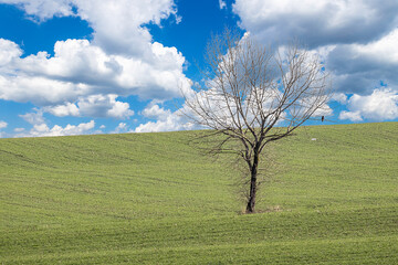 Obraz premium A single tree with bird standing alone on green field with blue sky and white clouds.
