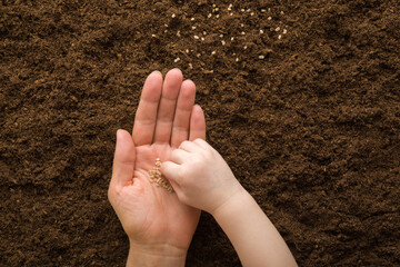 Toddler hand taking seeds from young adult mother palm and planting tomatoes in soil. Closeup....