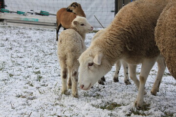 Schafe mit Lämmern im Winter bei Schnee