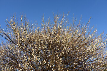 青空を背景に美しく咲く白梅