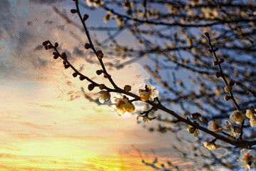 夕空を背景に美しく咲く白梅