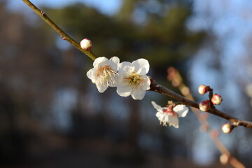 美しく咲いている白梅をクローズアップした風景