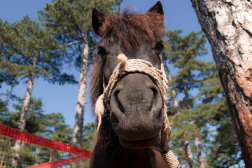 Naklejka premium Close-up portrait of a brown working horse