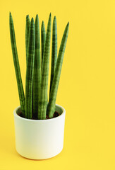Sansevieria cylindrica yellow background, side view