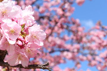 青空と河津桜 6