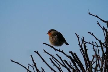 Robin sits with his back turned on a branch of a leafless tree and looks to the side when the sky is blue