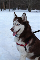siberian husky dog