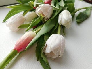 Fototapeta premium Tulips lying down flat lay perspective seen from above. The pink and white flowers are on a white rustic wooden table