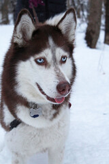siberian husky dog in snow