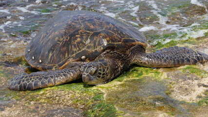 turtle on the ground