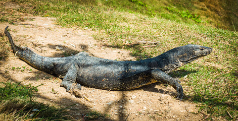 alligator in the grass