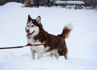 husky dog in snow